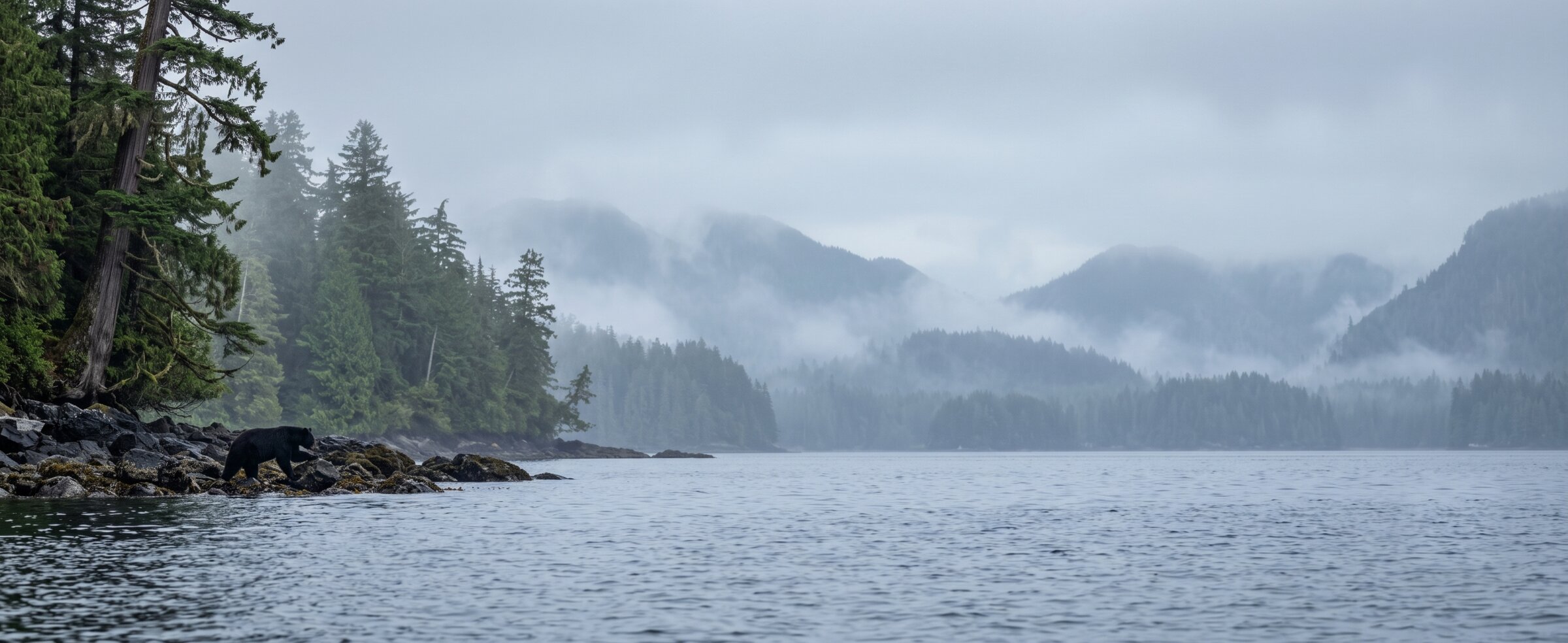 Black bear walking the rocks at low tide under misty old-growth forest — Tofino wildlife viewing